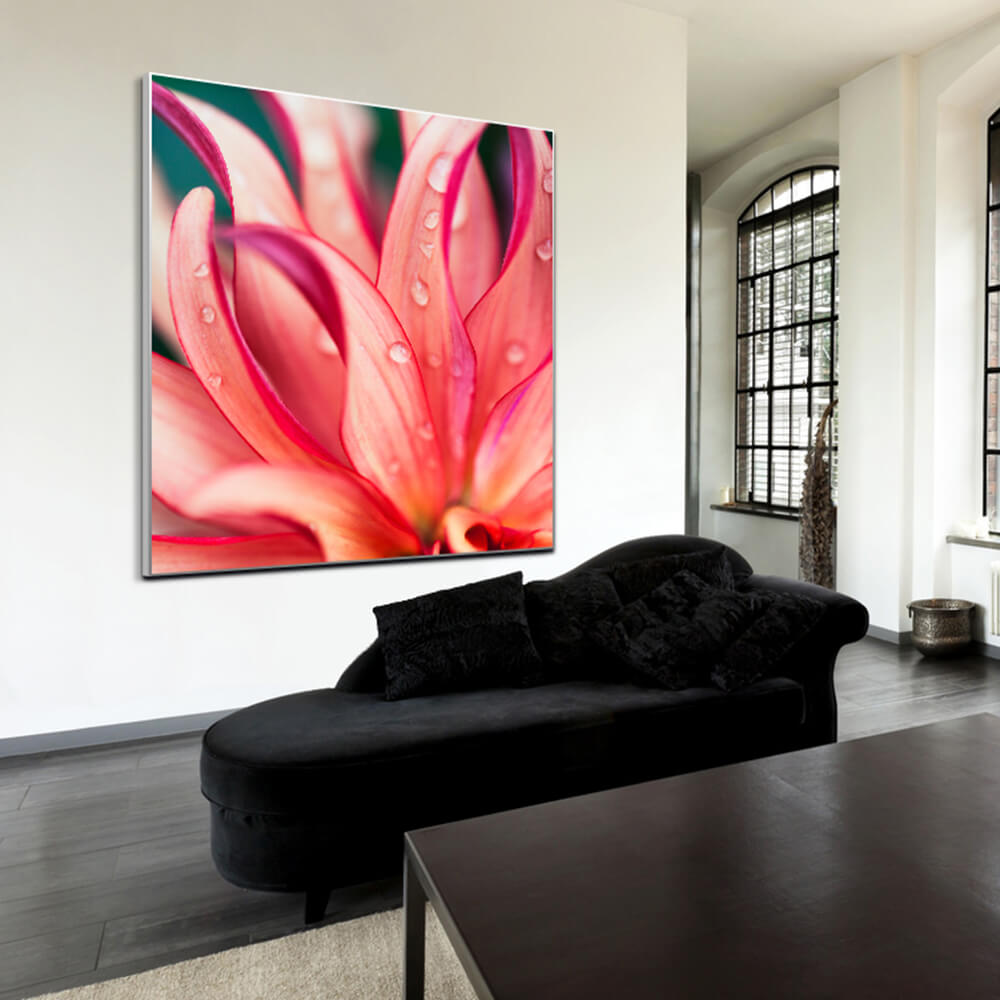 Quadratisches Akustikbild mit Makroaufnahme von Tautropfen auf einer pinken Blüte, hinter einem Sofa
