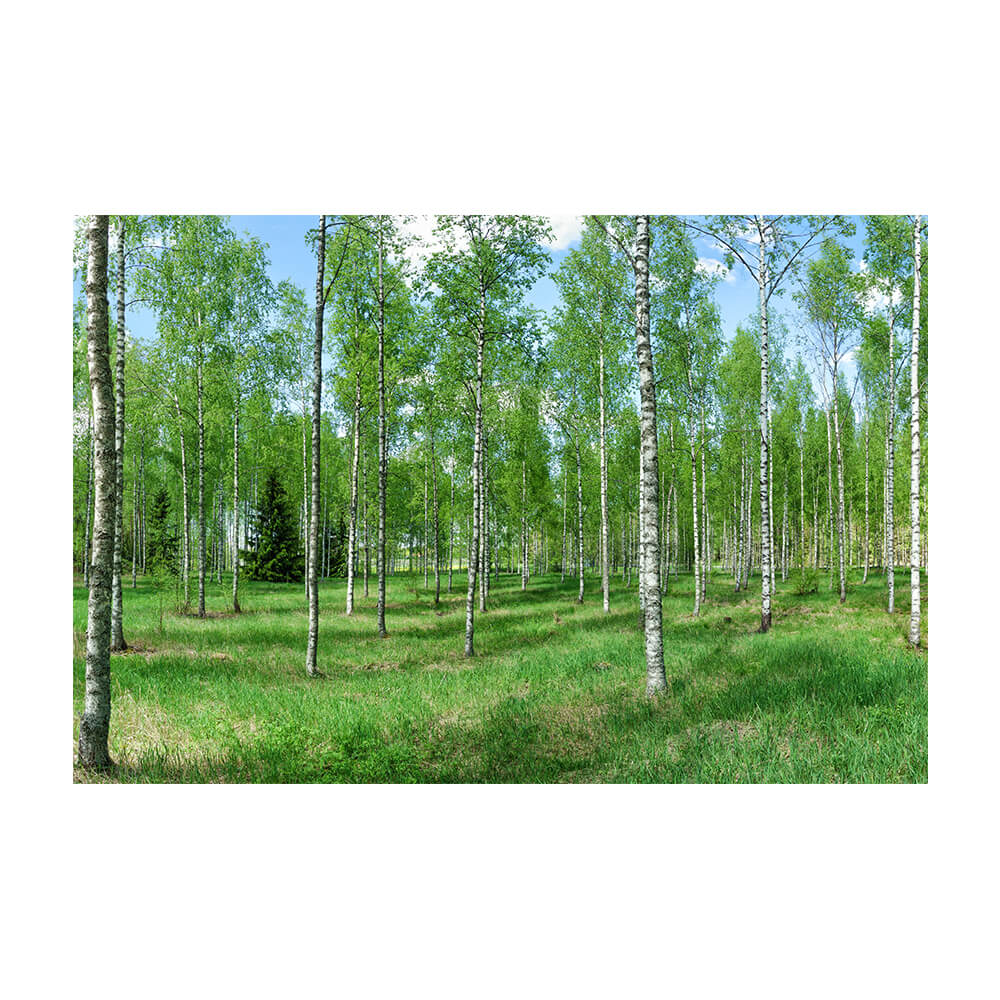 acoustic-picture-spring-birch-forest-bring-nature-into-your-office