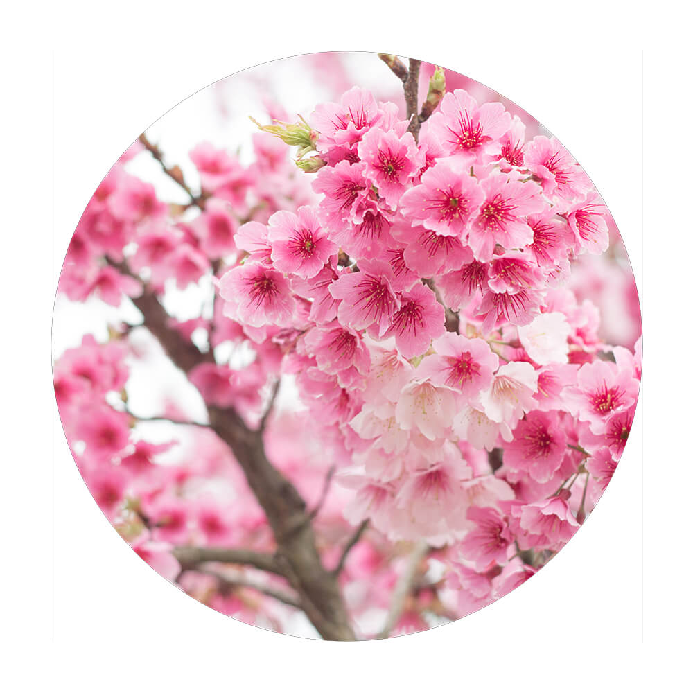 Rundes Akustikbild "Cherry Blossom"