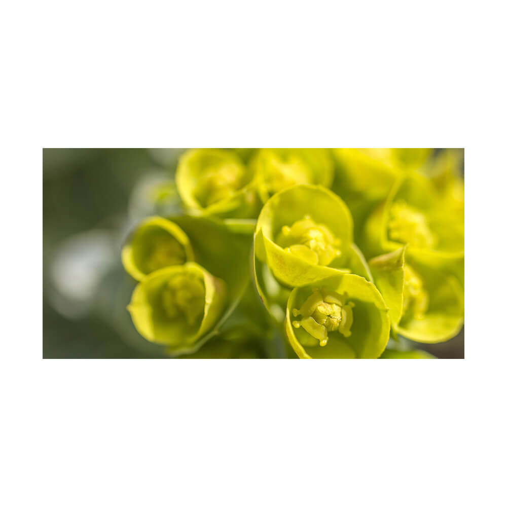 Acoustic Picture Springtime Brilliant Textile Print Primex acoustic-picture-springtime-brilliant-textile-print-primex